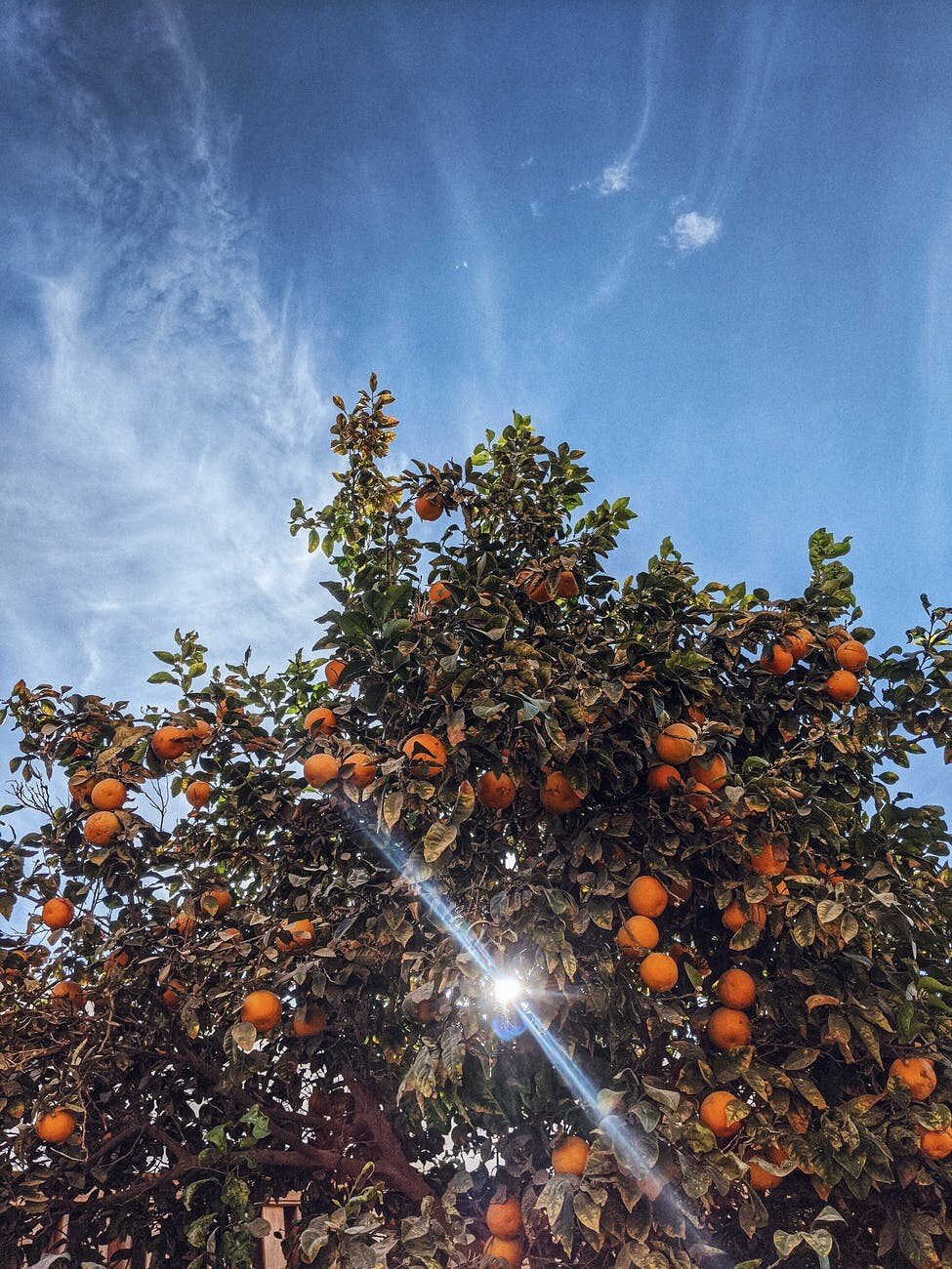 photo of orange tree under the sun